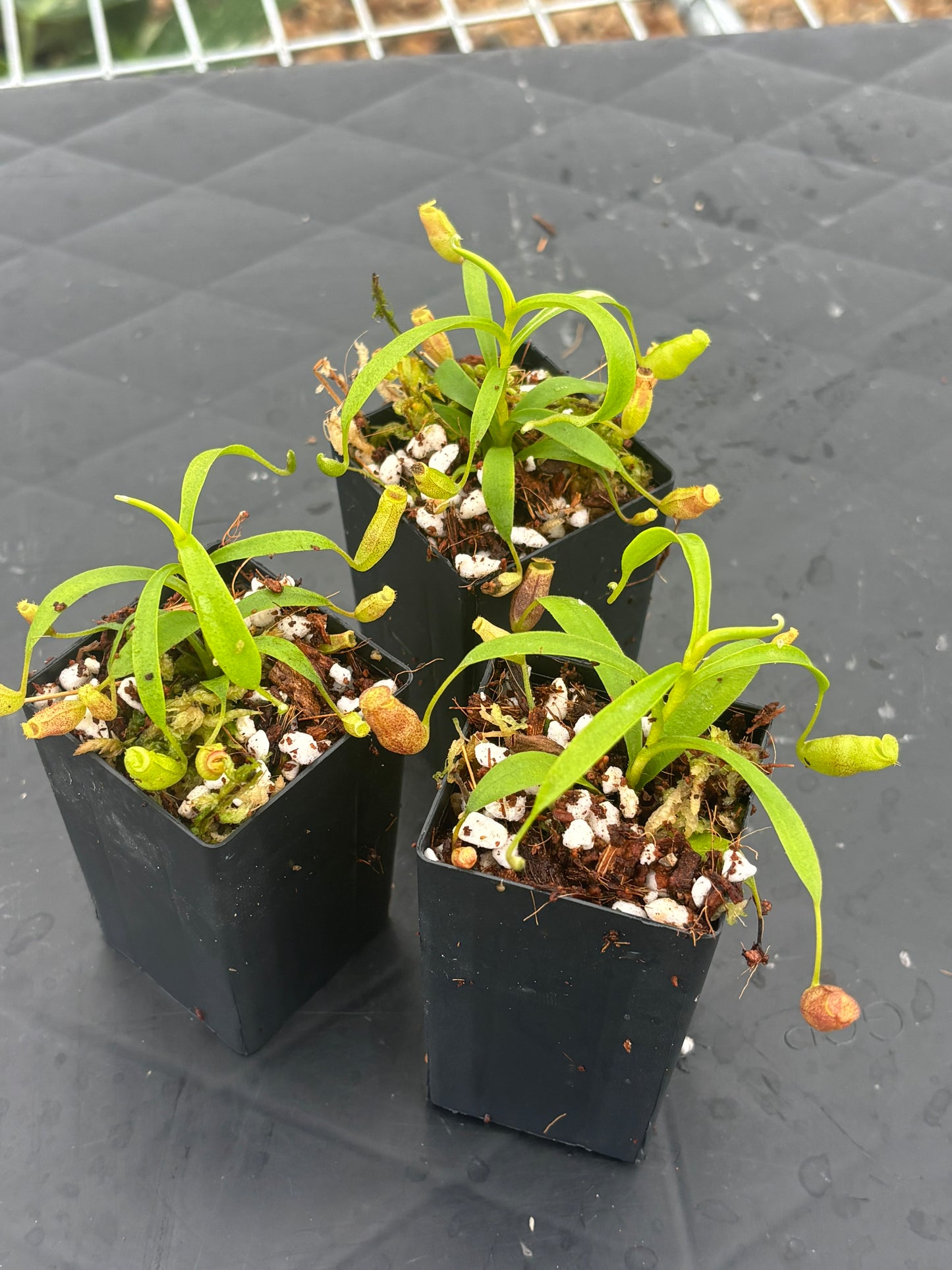 Nepenthes flava