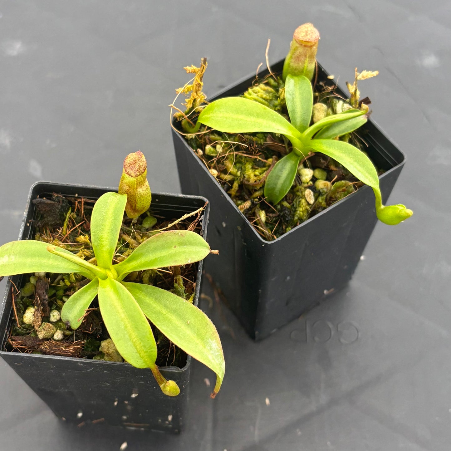 Nepenthes rajah x edwardsiana