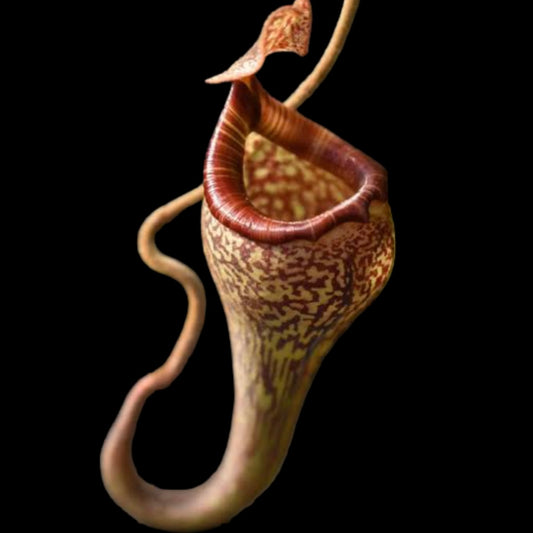 Nepenthes vogelii Seed-grown