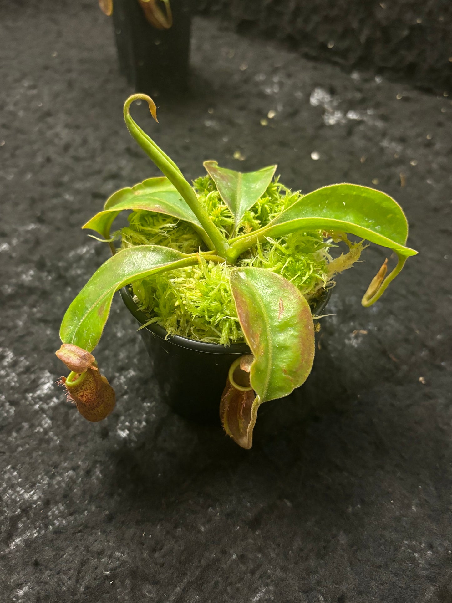 Nepenthes boschiana x mollis