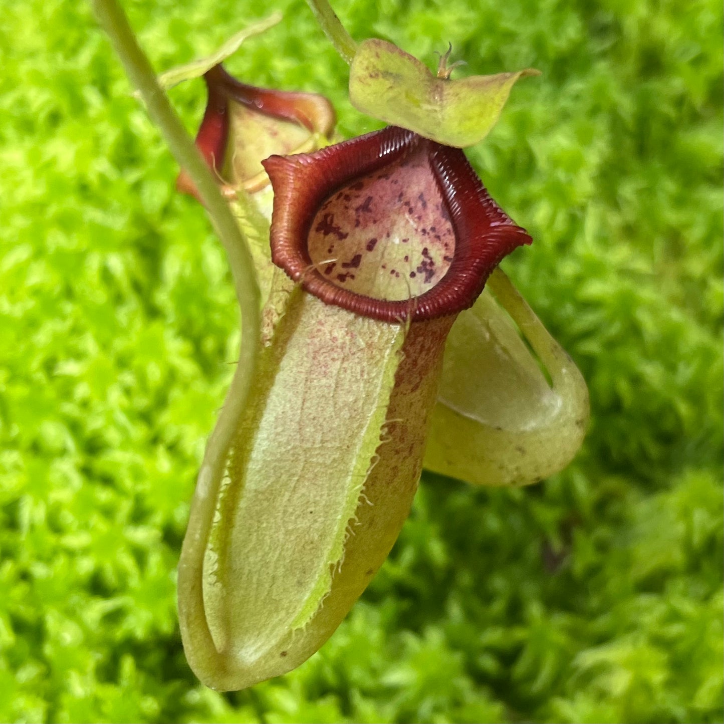 Nepenthes spathulata x flava BE-4048