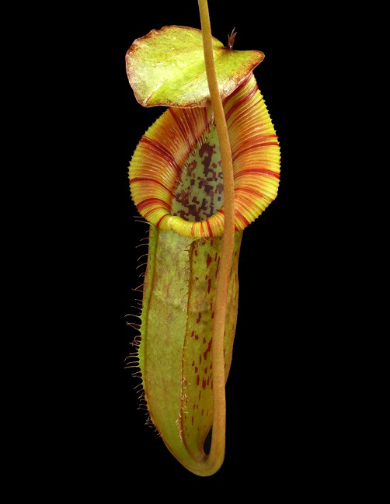 Nepenthes singalana x (burbidgeae x edwardsiana) BE-3984