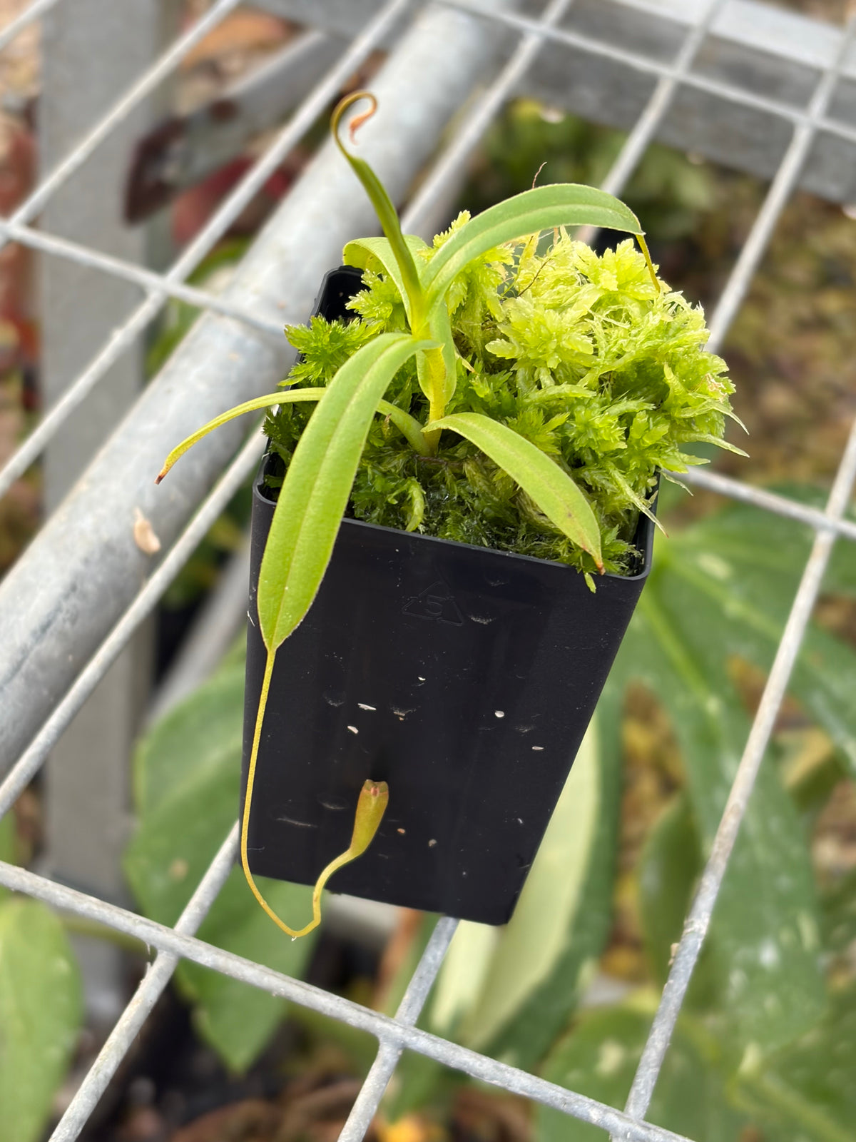 Nepenthes tenuis