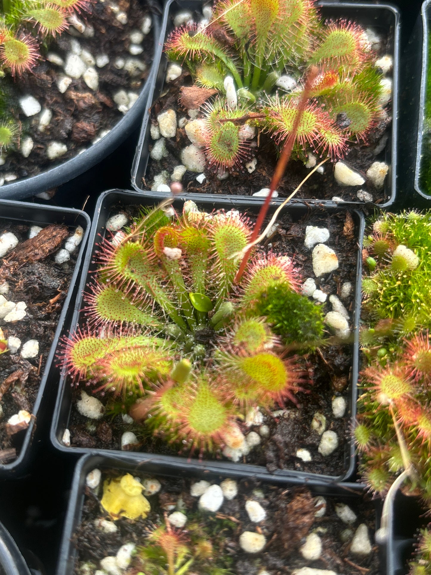 Drosera assorted