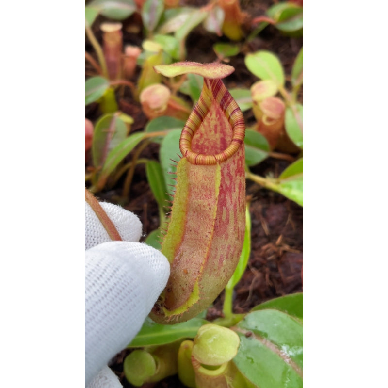 Nepenthes veitchii x ephippiata BE-4708