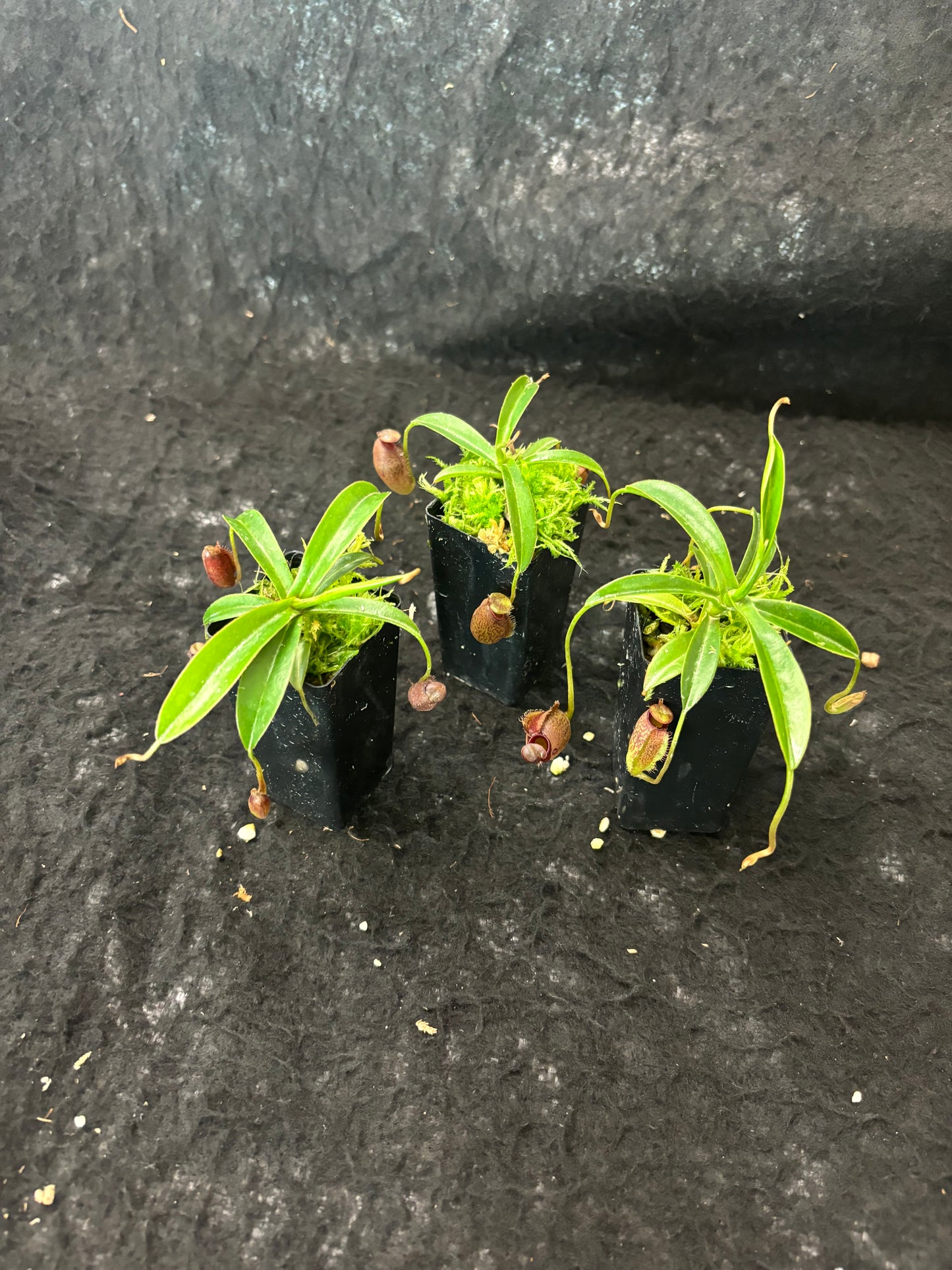 Nepenthes densiflora x aristolochioides BE-4076