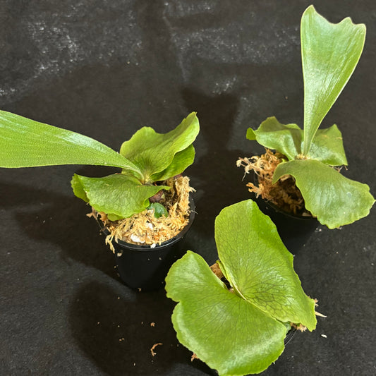 Platycerium Gorgon