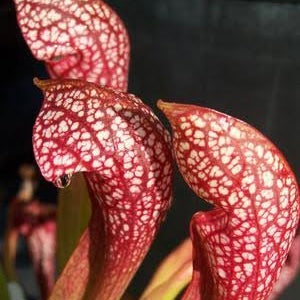 Sarracenia x Wrigleyana