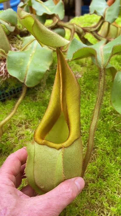 Nepenthes veitchii BE-4087