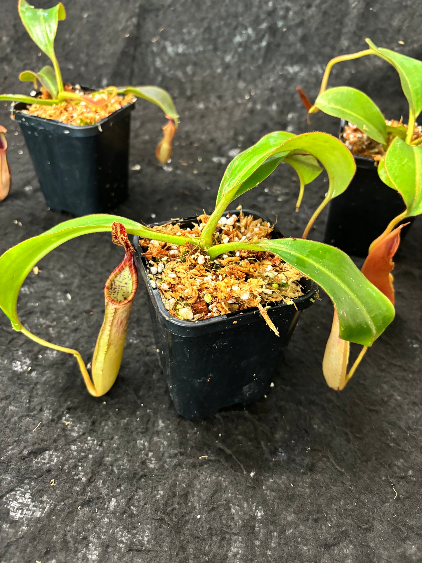 Nepenthes epiphytica x veitchii (striped peristome) SG