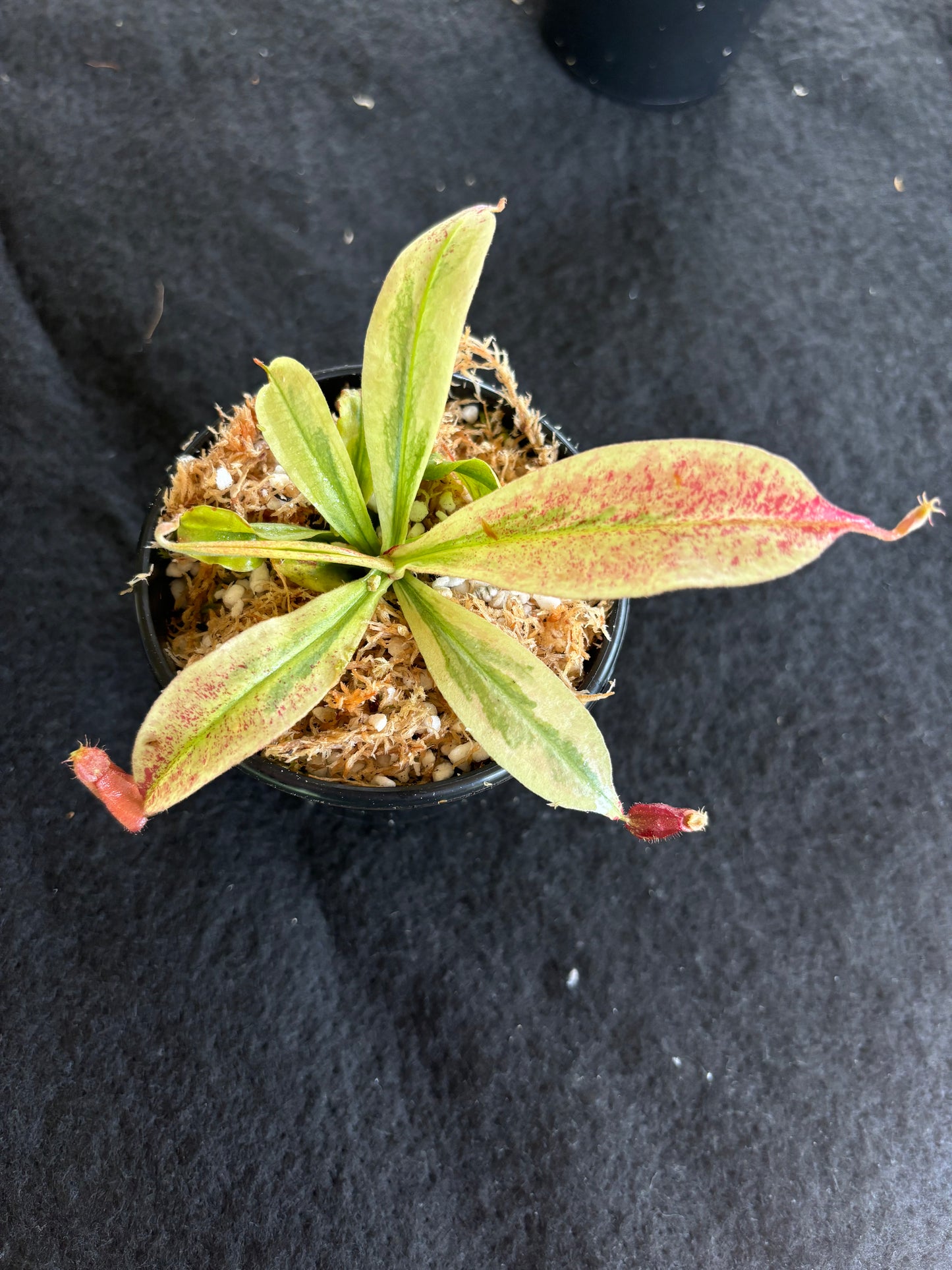 Nepenthes viking x ampullaria Variegated