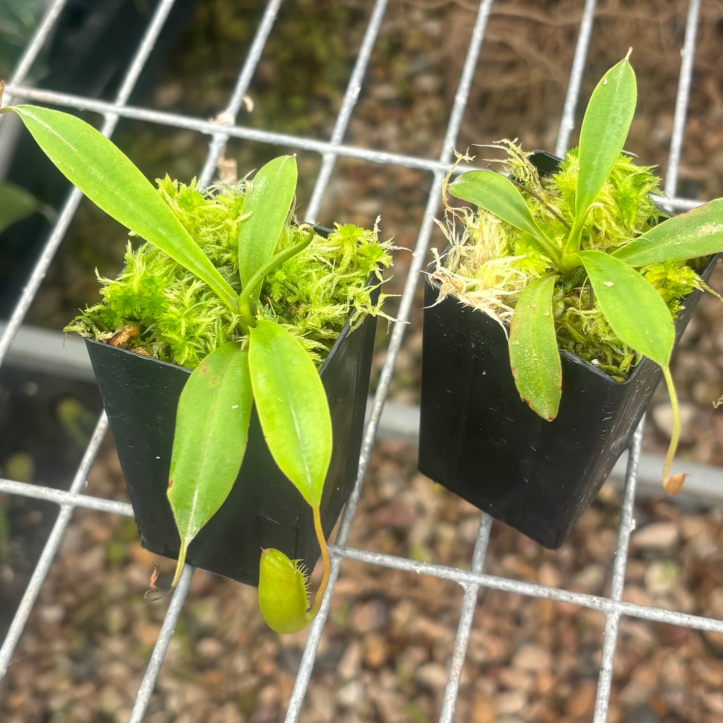 Nepenthes spathulata x jamban
