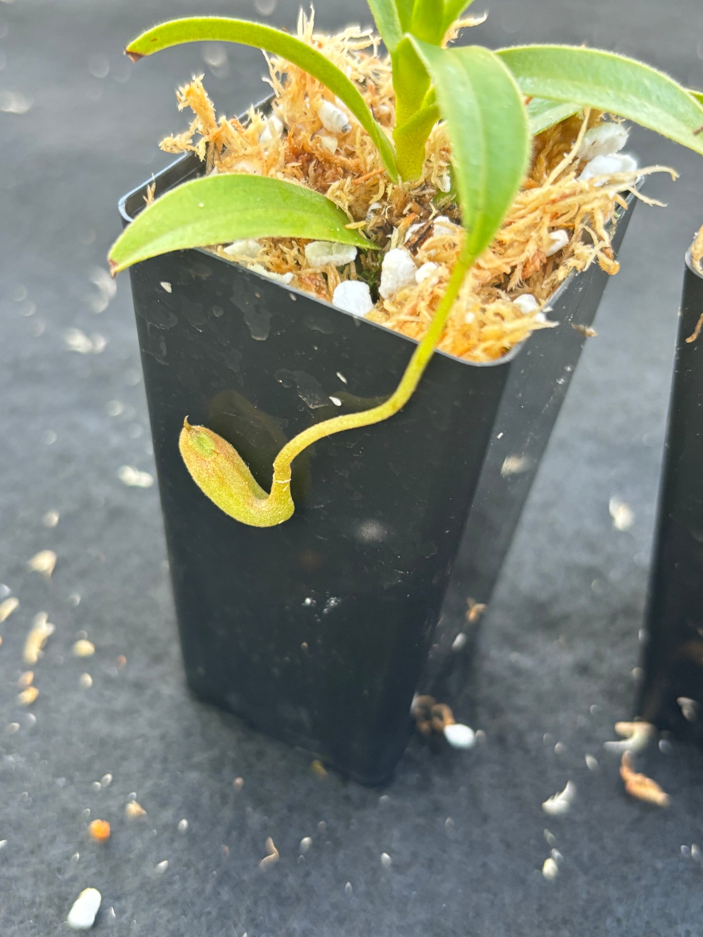 Nepenthes aristolochioides