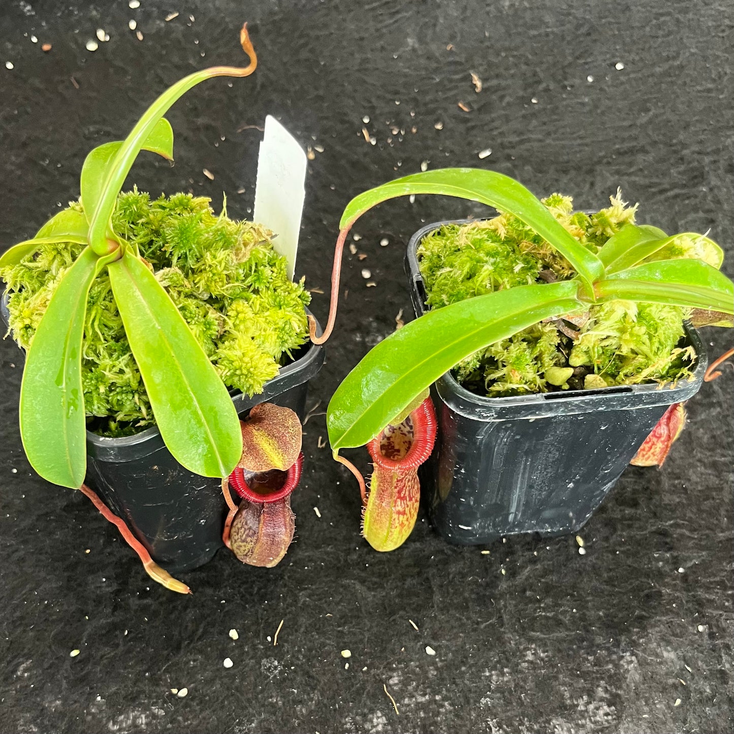 Nepenthes singalana x burkei