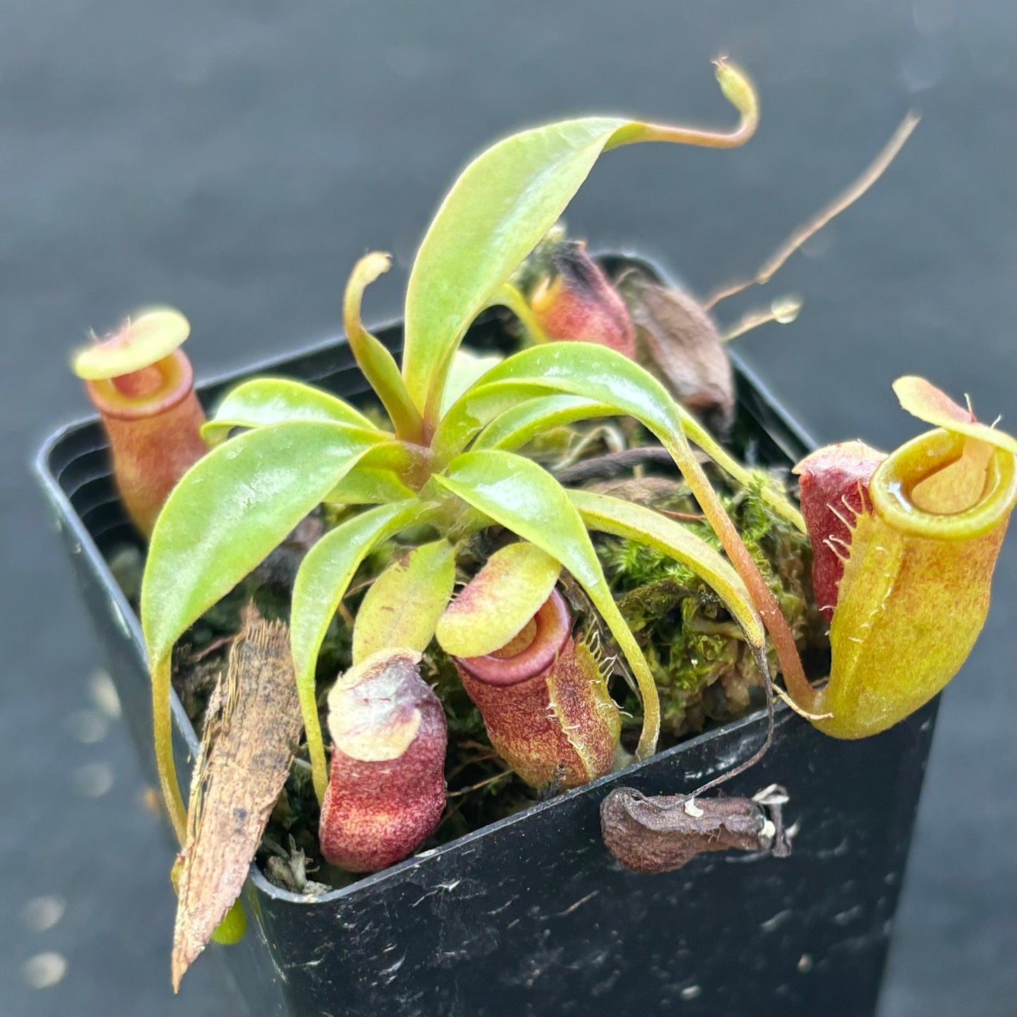 Nepenthes flava