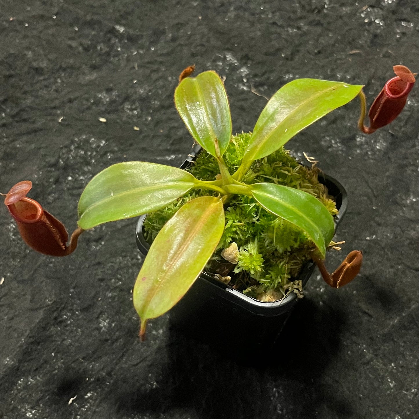 Nepenthes (veitchii x mira) x (burbidgeae x edwardsiana) BE-3992