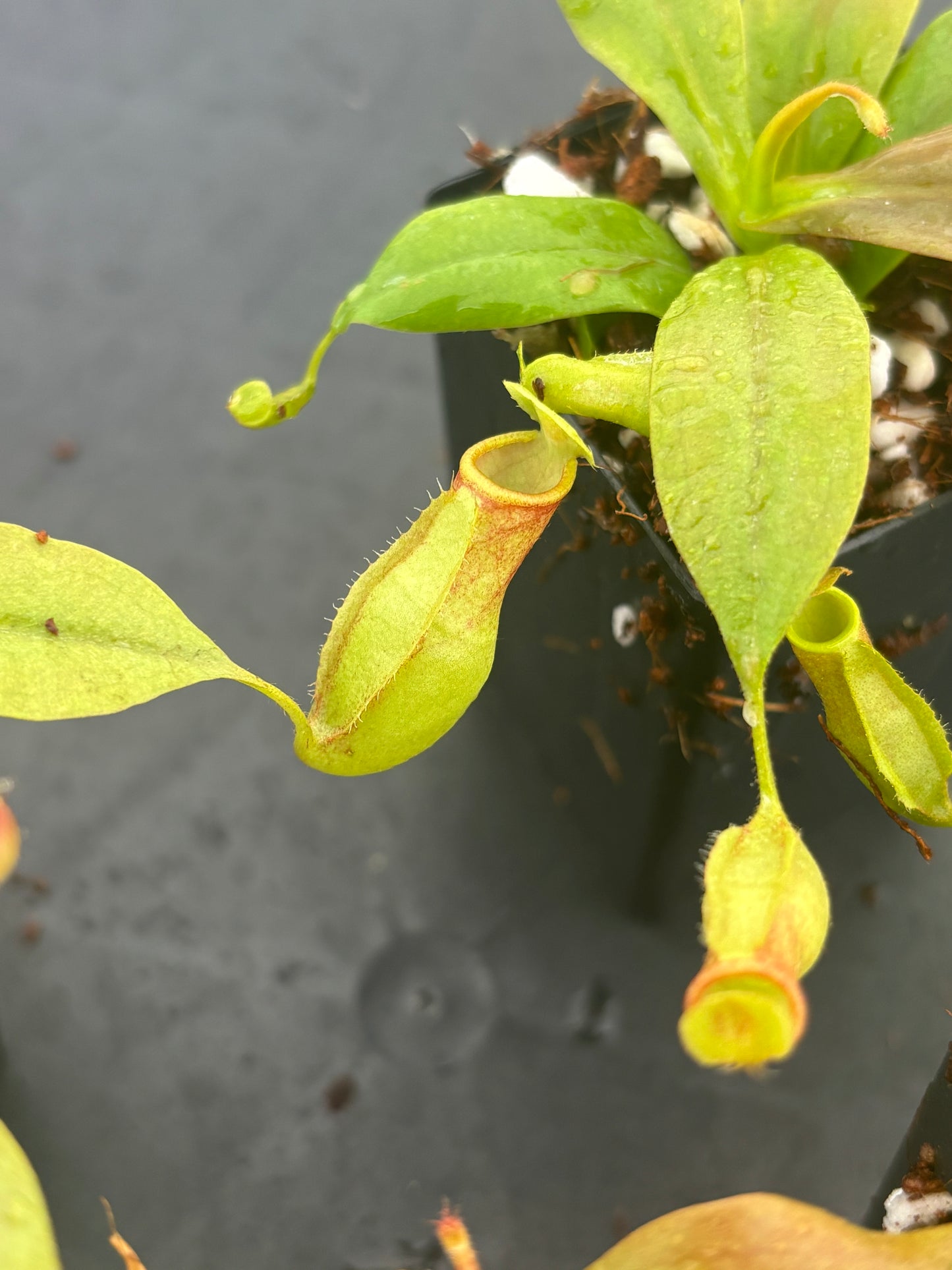 Nepenthes St Gaya