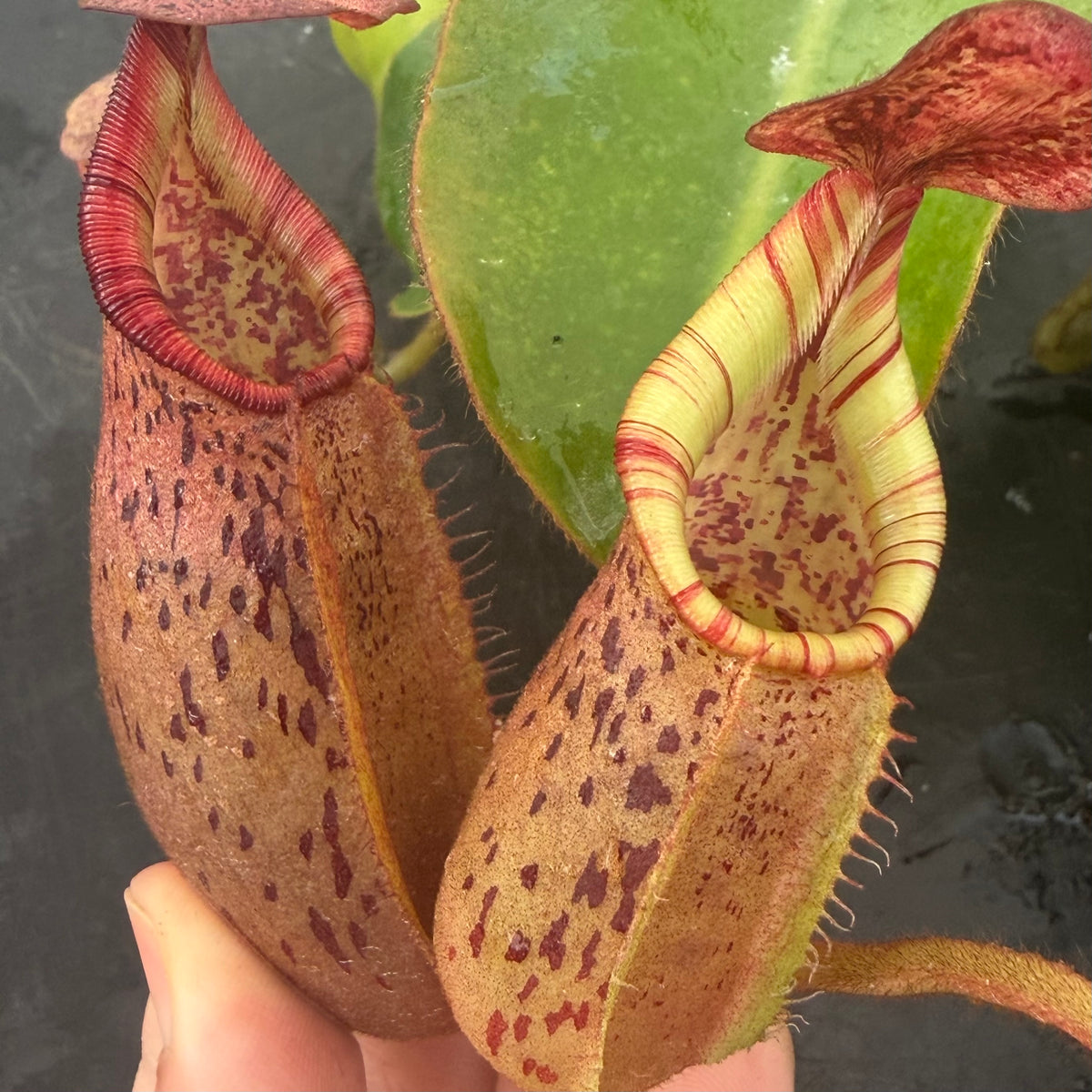Nepenthes LVB x veitchii (K)