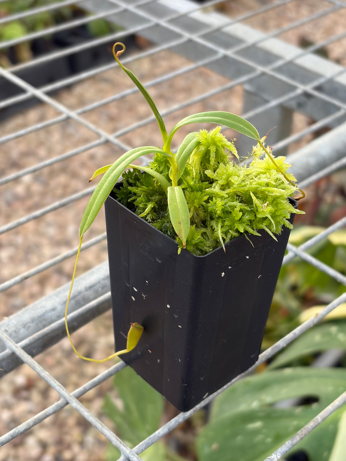 Nepenthes tenuis