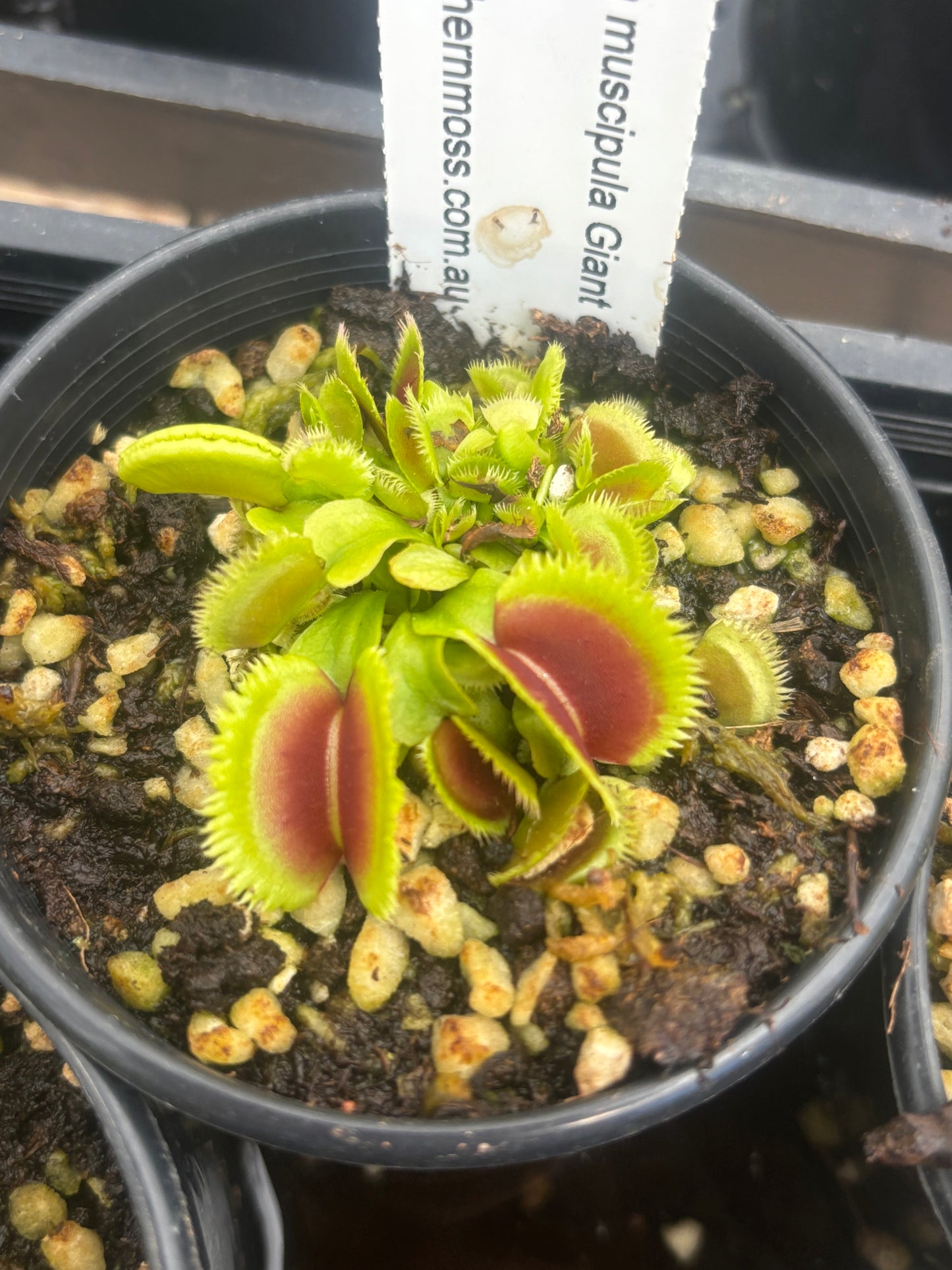 Dionaea muscipula 'Giant Clam'