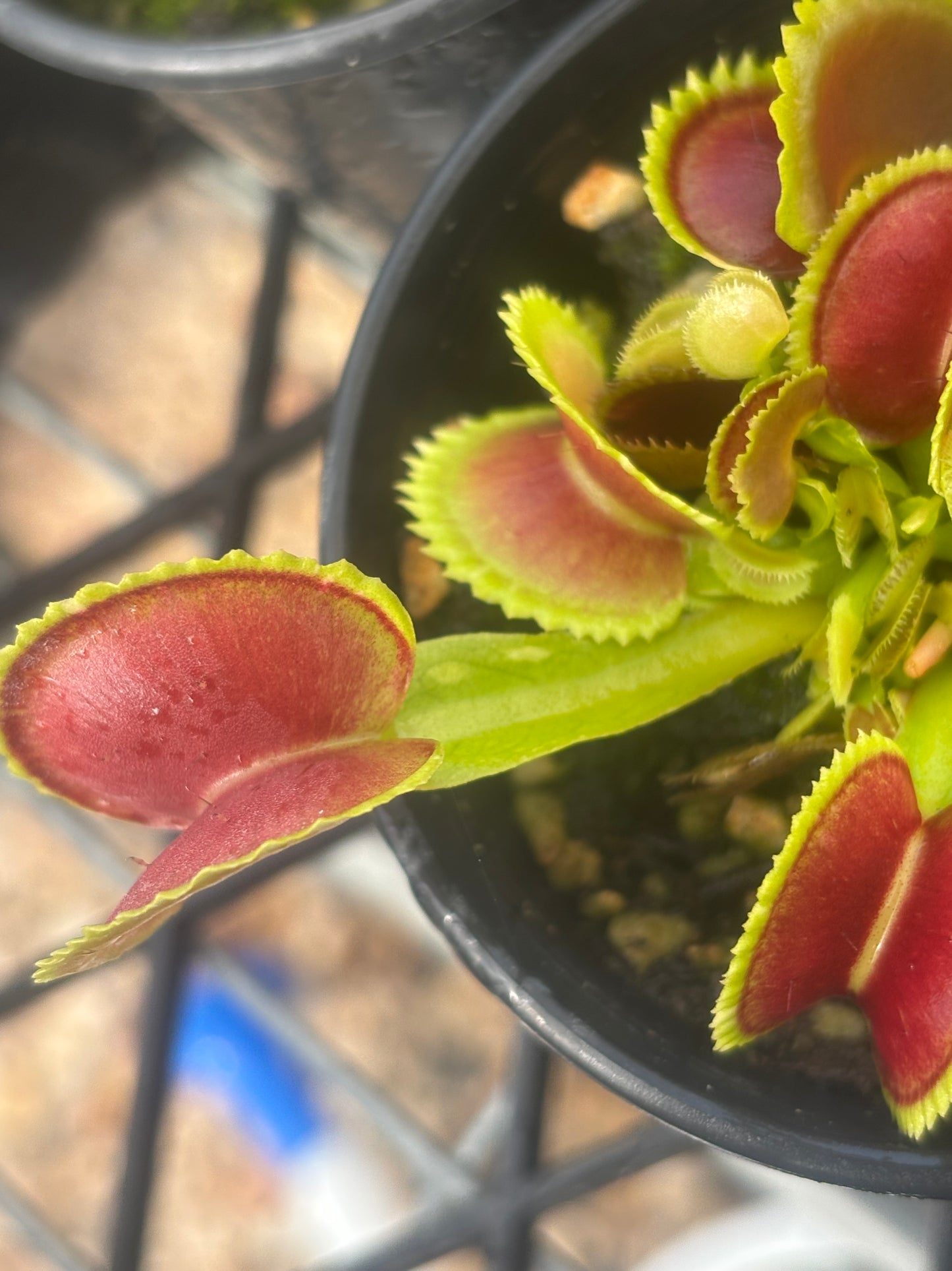 Dionaea muscipula “Variegata Gialla”