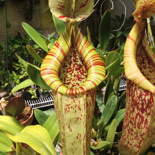 nepenthes Dyeriana