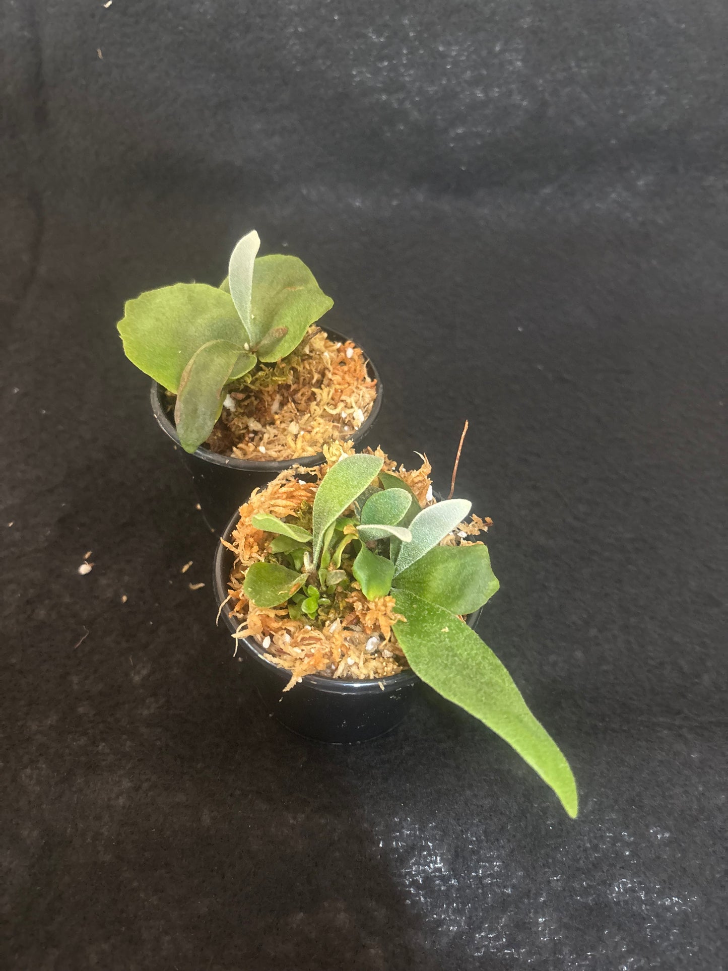 Platycerium Copper Will