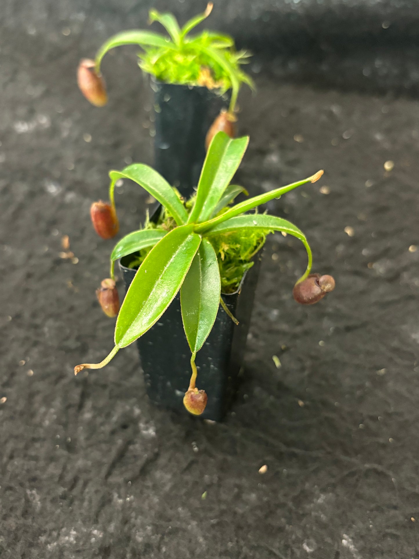 Nepenthes densiflora x aristolochioides BE-4076