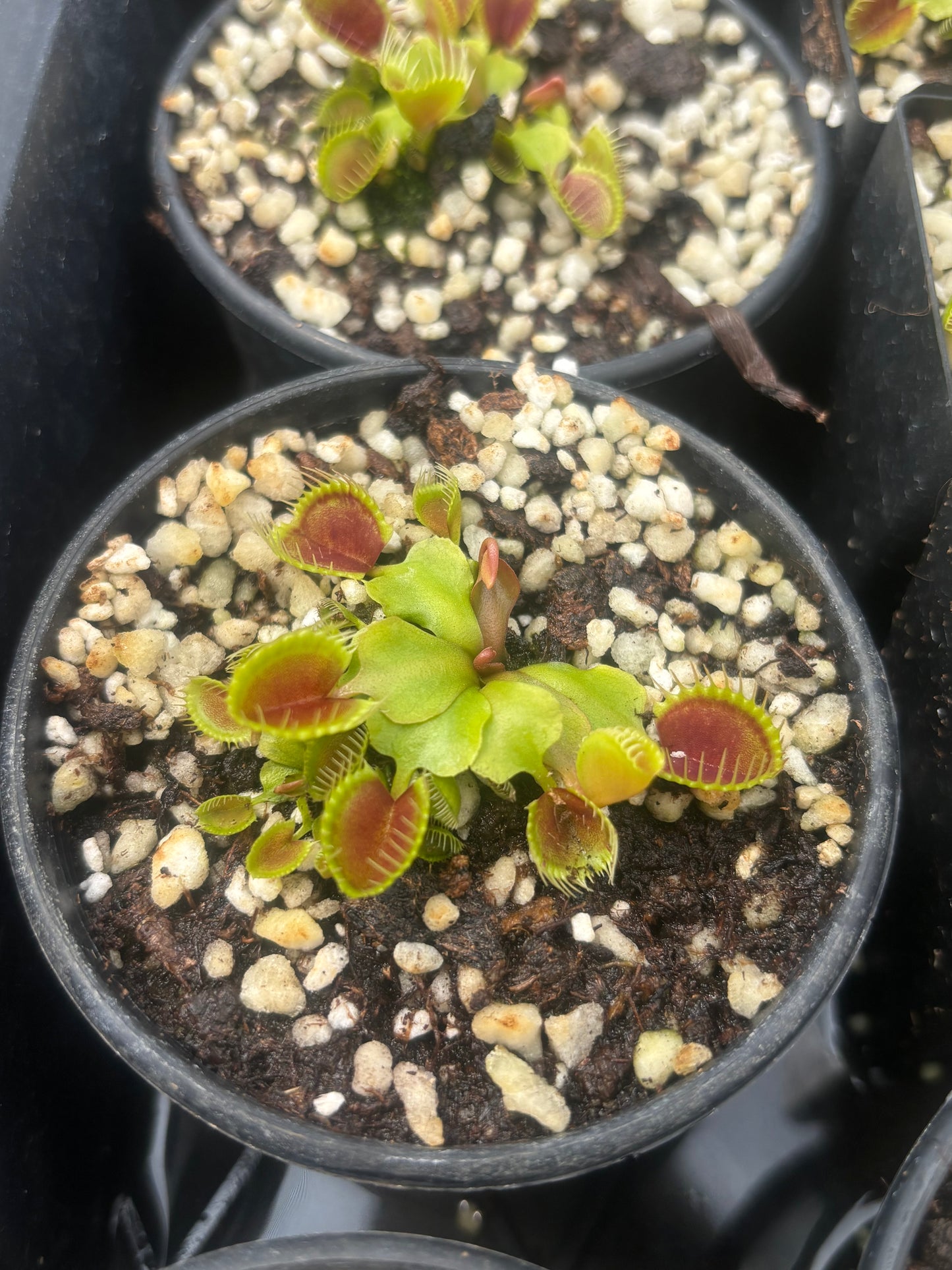 Dionaea muscipula Cupped Trap