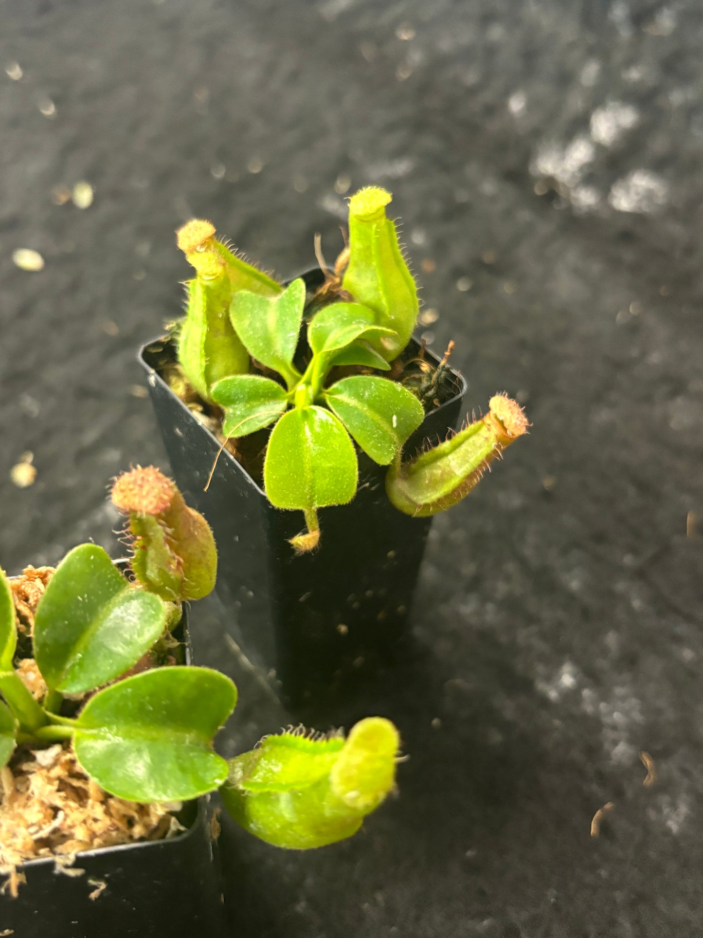 Nepenthes truncata (Mount Pasian)