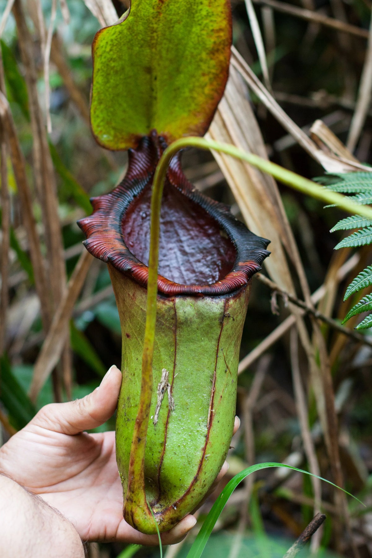 Nepenthes rajah x lowii BE-4502