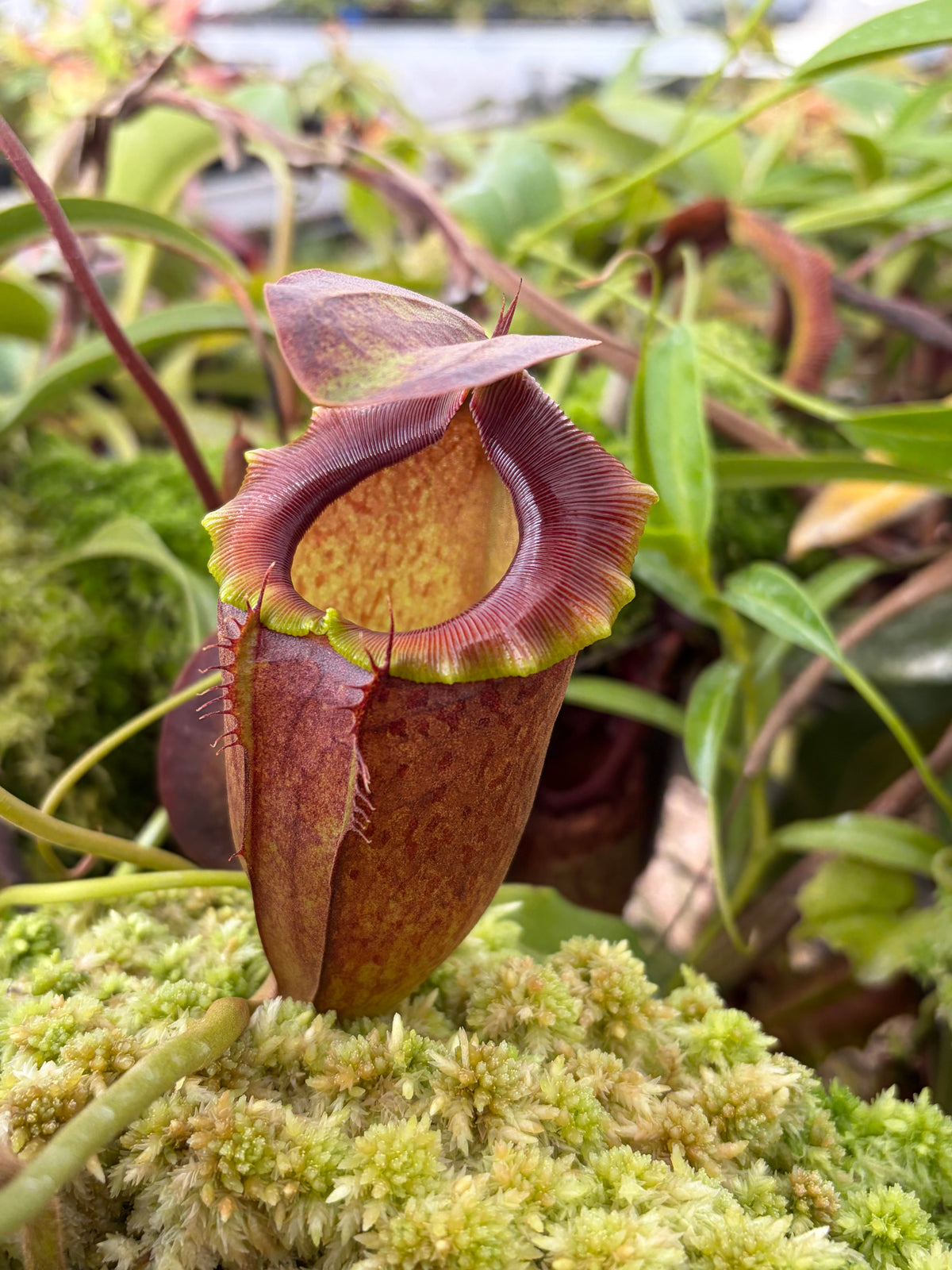 Nepenthes spathulata x tenuis