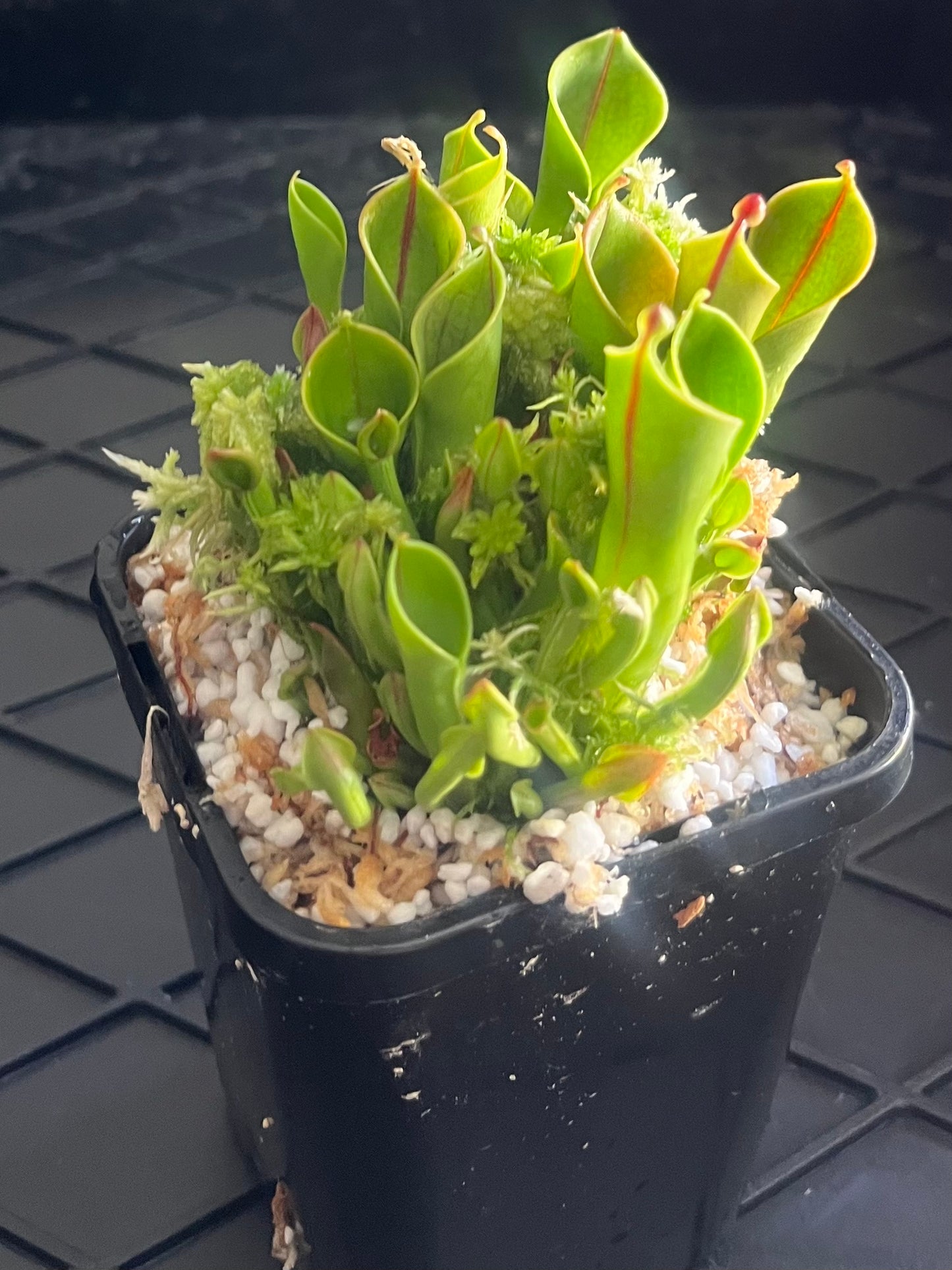 Heliamphora heterodoxa x minor