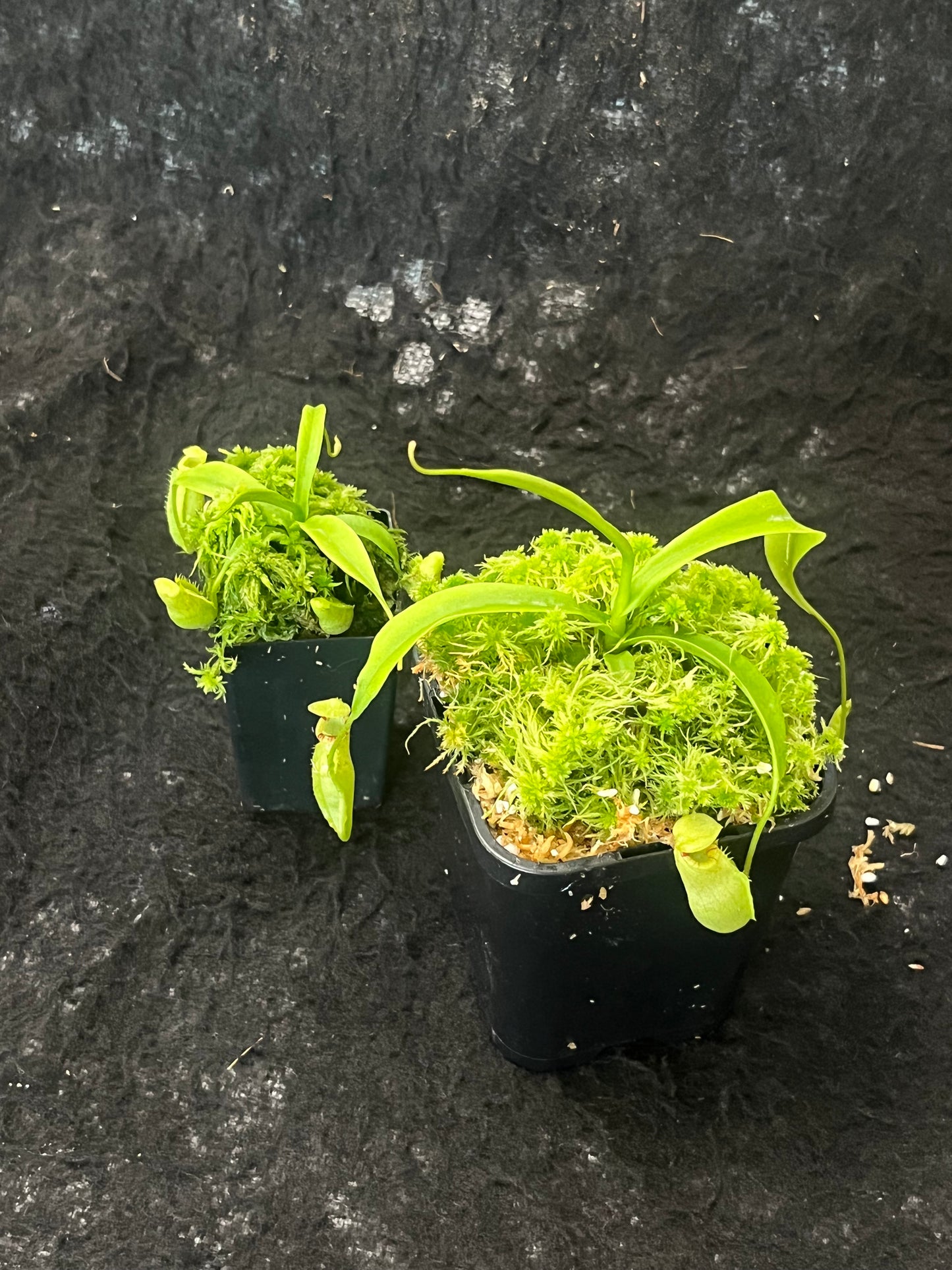 Nepenthes lavicola