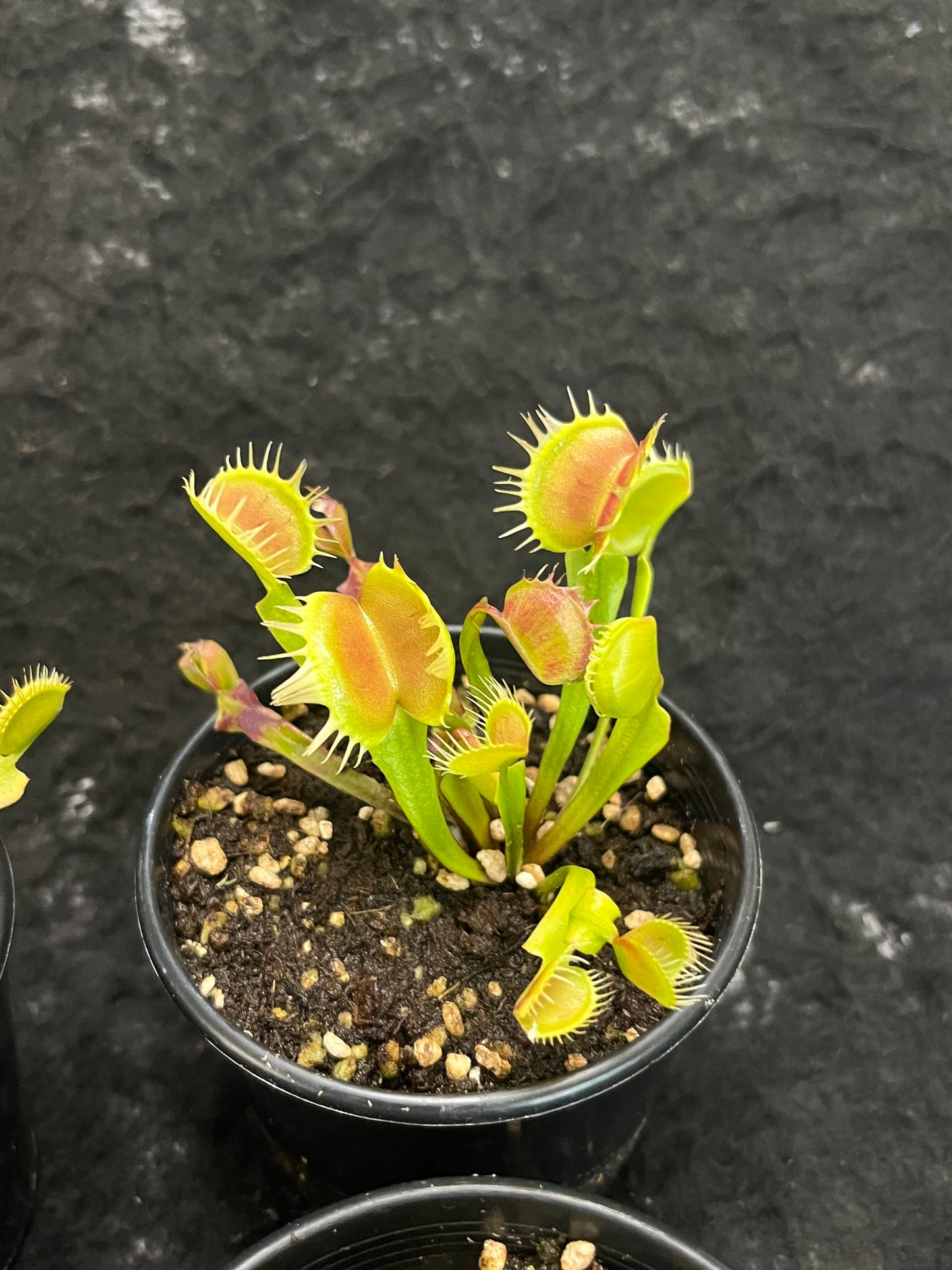 Dionaea muscipula 'Red and fused tooth