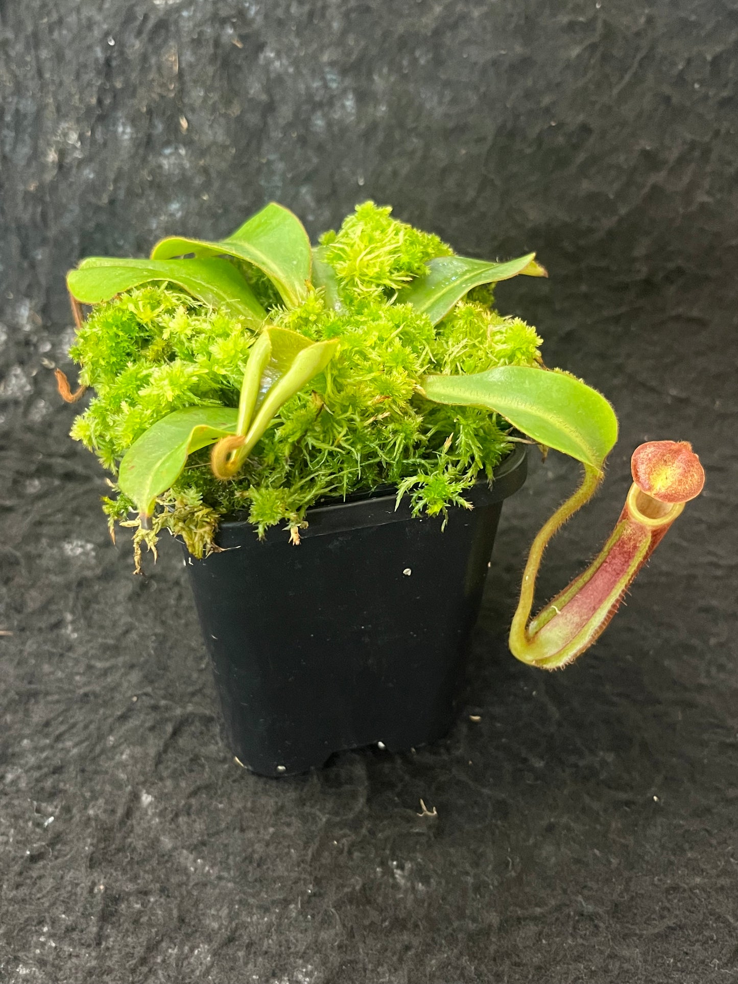 Nepenthes (veitchii x boschiana) x hamata SG