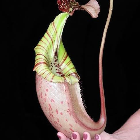 Nepenthes burbidgeae x veitchii BE-3723