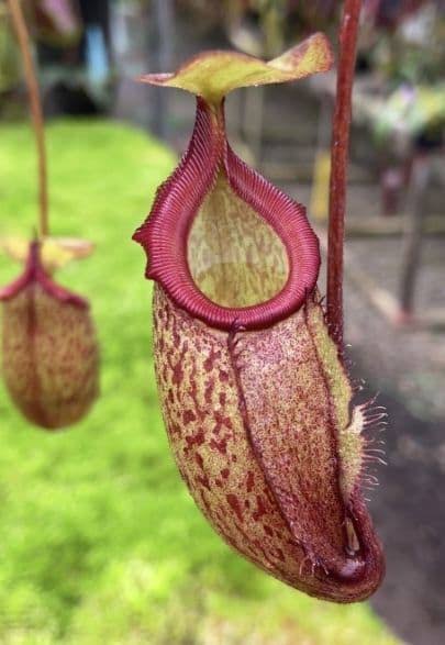 Nepenthes rajah x gymnamphora BE4575