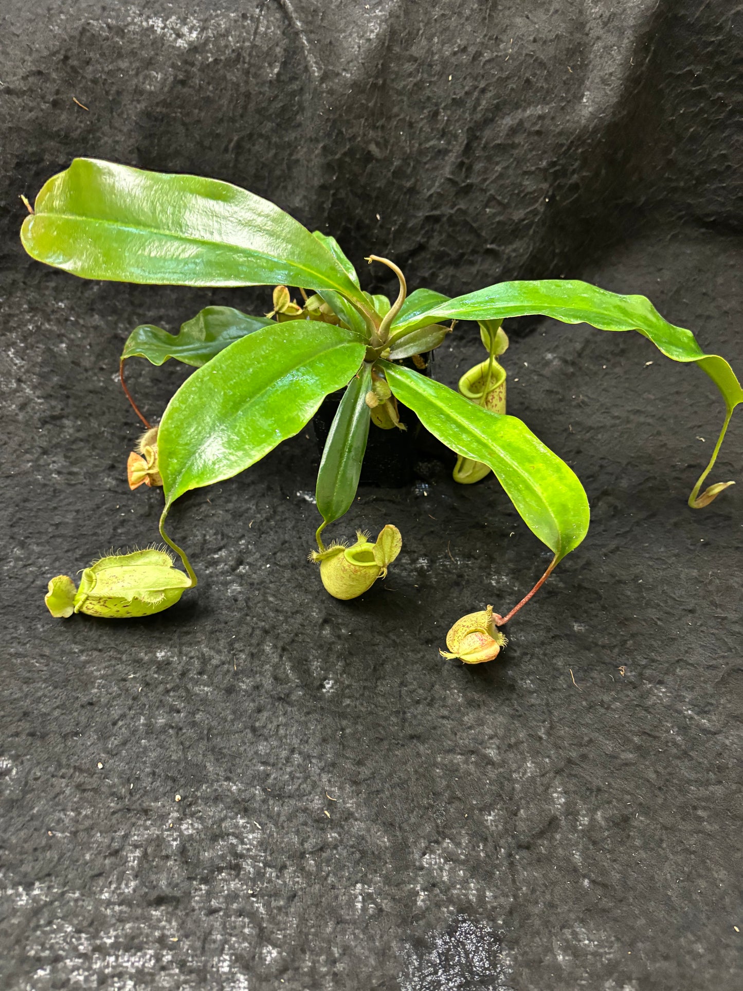 Nepenthes rafflesiana x ampullaria "Susan"