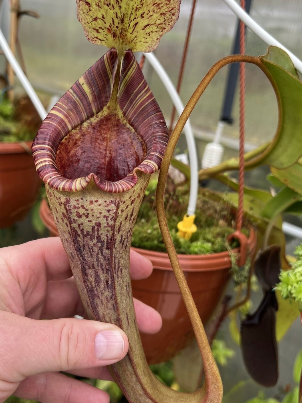 Nepenthes platychila x lowii SG