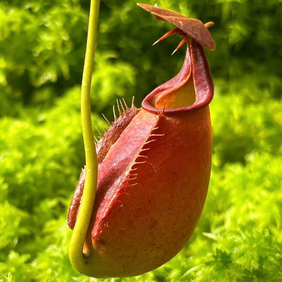 Nepenthes bicalcarata Red SG