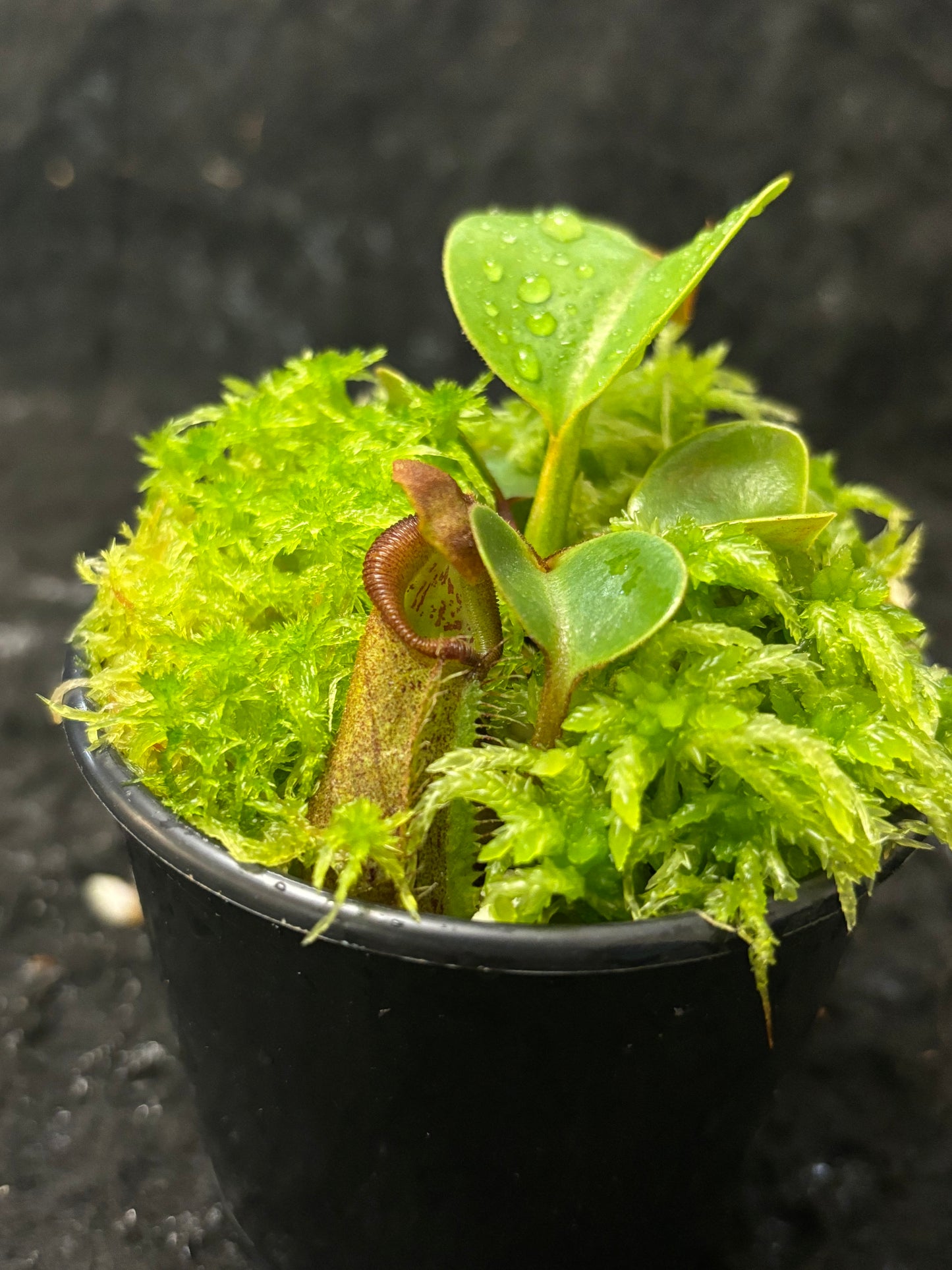 Nepenthes nebularum Mt. Mayo