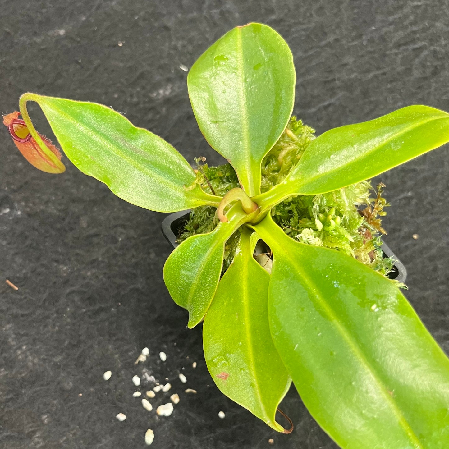 Nepenthes robcantleyi x ampullaria BE-3767