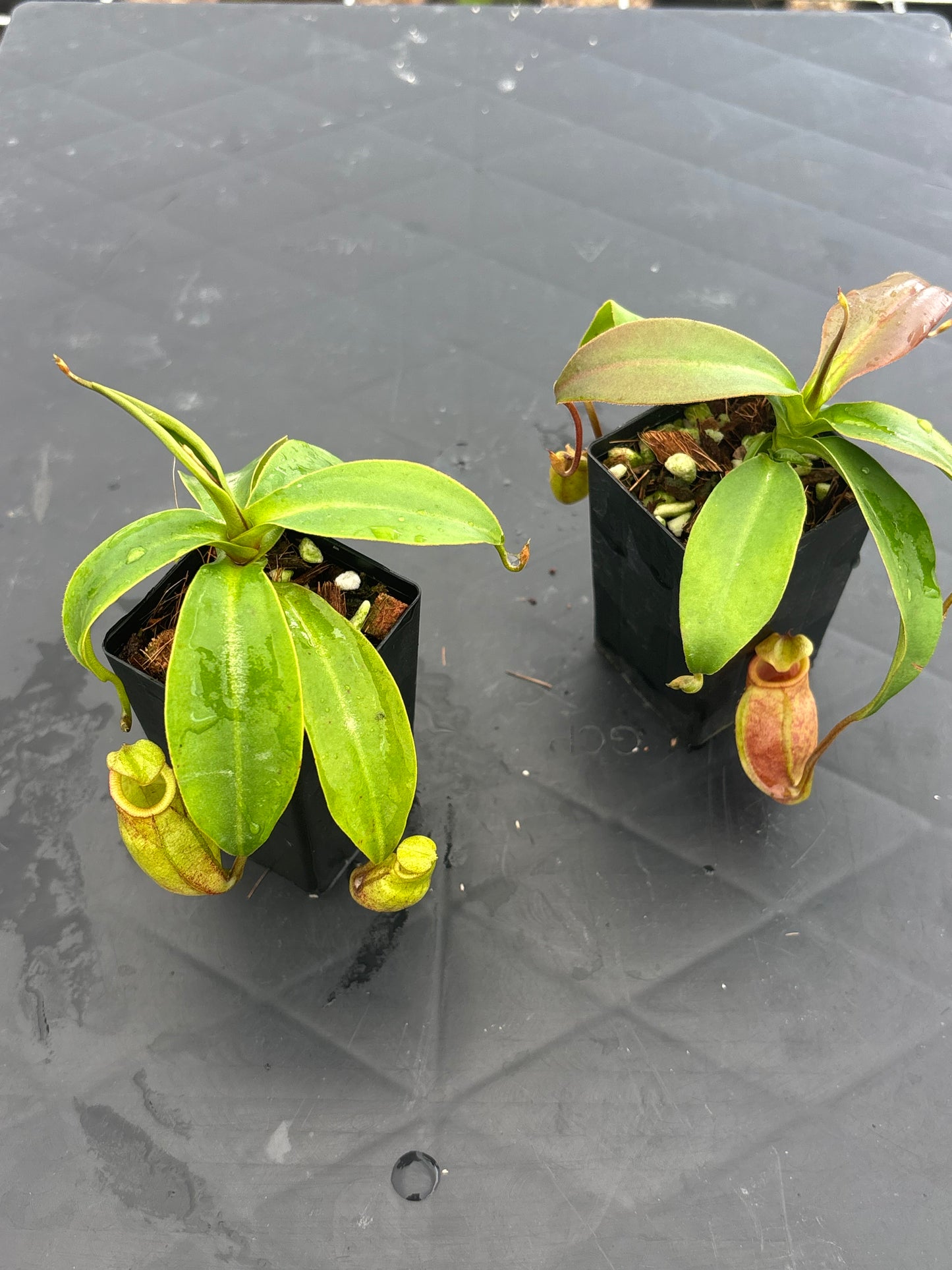 Nepenthes rajah x gymnamphora BE4575