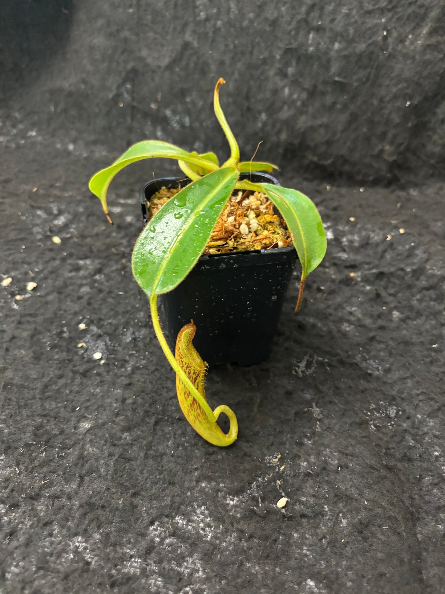 Nepenthes epiphytica x mollis