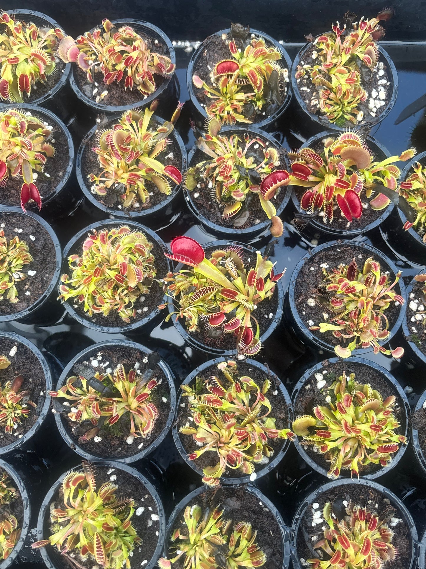 Dionaea muscipula 'Bloody Nurse'