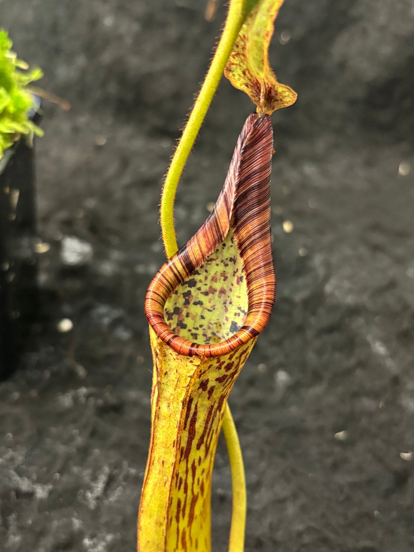 Nepenthes epiphytica x mollis