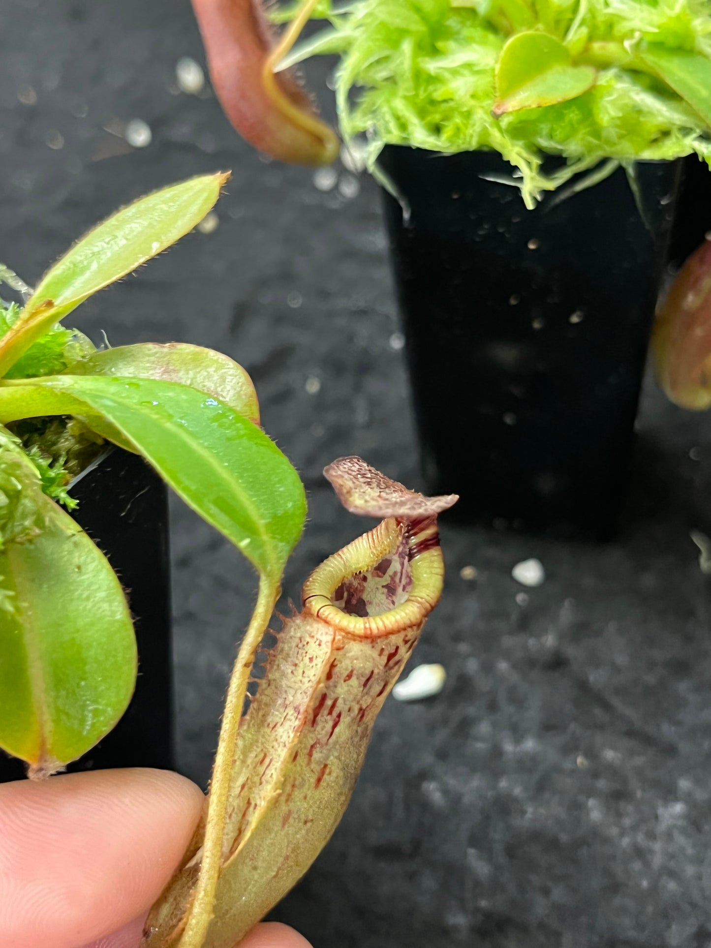 Nepenthes (veitchii x lowii) x (burbidgeae x edwardsiana) BE-3980