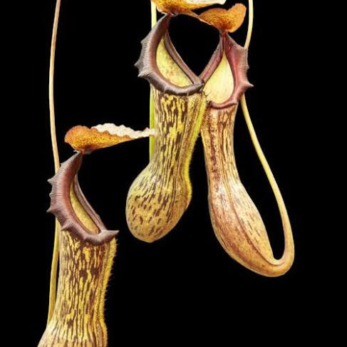 Nepenthes boschiana BE-3643