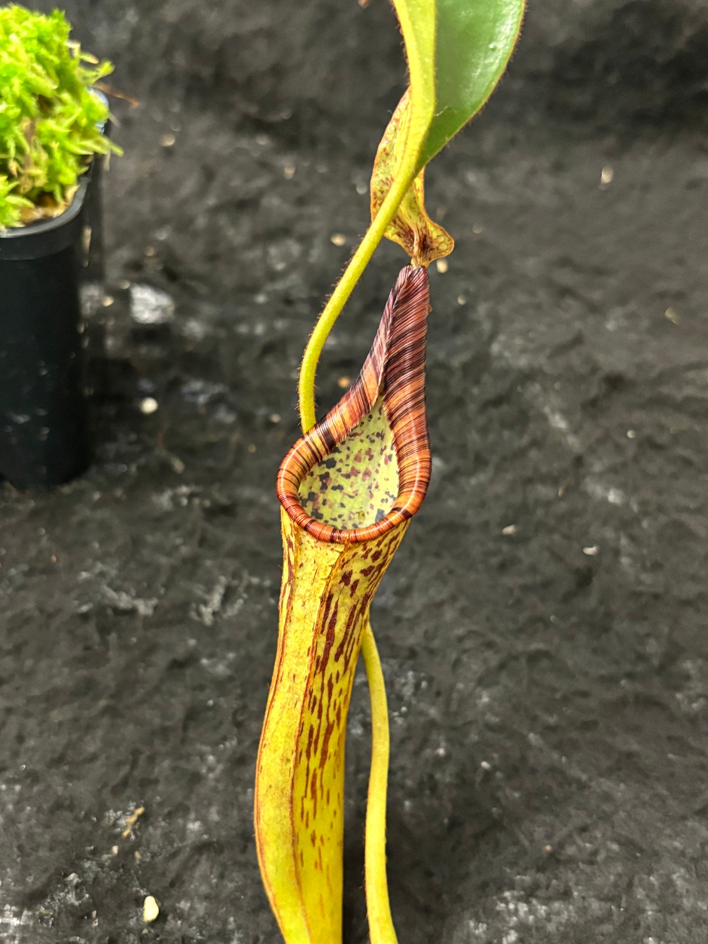 Nepenthes epiphytica x mollis